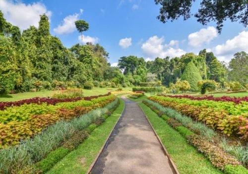 Botanical garden of Ceylon