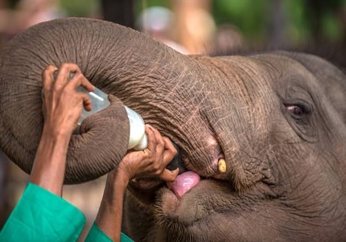 Baby elephant being feed with milk in Pinnawala Elephant Orphanage, Sri Lanka