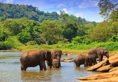 Elephants in river. Take in Pinawelle park, Sri Lanka
