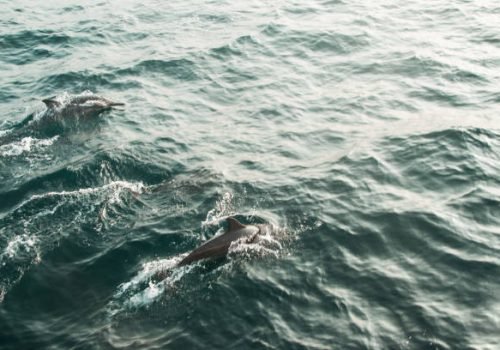 Two wild spinner dolphins swimming in indian ocean. Wildlife nature background. Space for text. Adventure tourism. Travel tour. Mirissa, Sri Lanka. Exploration concept. Explore the world. Blur motion