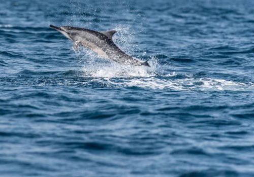 Whale and dolphin watching in Sri Lanka