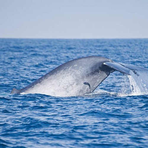 The fluke of a Blue Whale