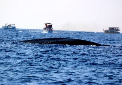 Whale watching in Mirissa, Sri Lanka