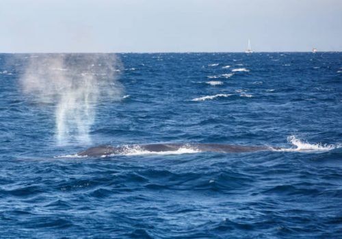 Blue whale watching safari in Sri Lanka. Blue whale in the open sea. Big blue whale spouting water.