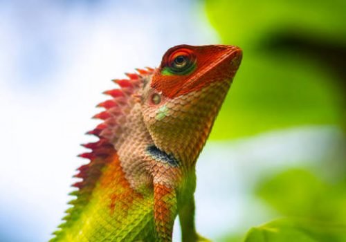 Colorful garden lizard close-up macro portraiture photo. Vivid bright colors on the changeable skin. Head lifted up posing for the camera, beautiful natural wildlife photograph. Soft bokeh background.