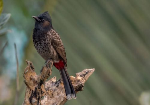 A Red Vented Bulbul (Pycnonotus cafer) sitting on a branch of a tree