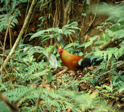 wild cock in rainforest Sinharaja, Sri Lanka