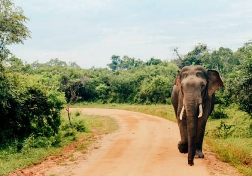 An Asian elephant can be seen walking along a dirt road at Yala National Park in Tissamaharama, Southern Province of Sri Lanka.